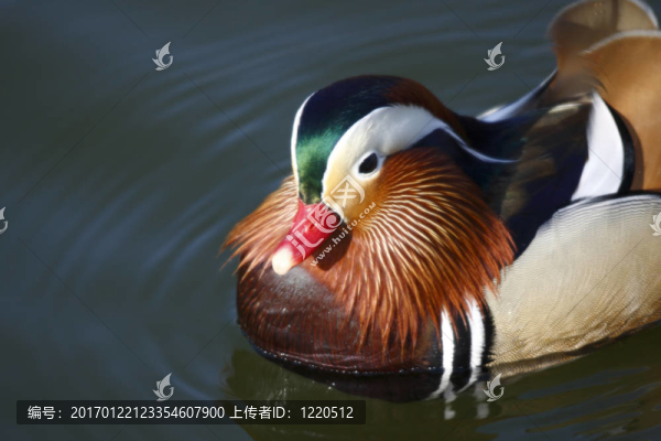 鴛鴦