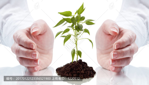 植物