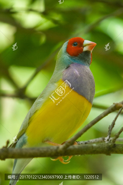 夫人胡錦鳥
