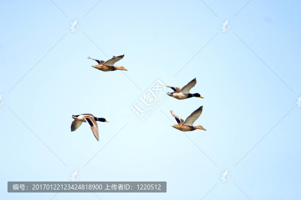 野鴨飛