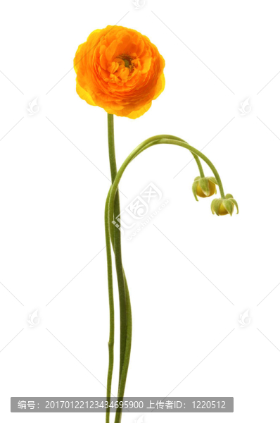 美麗的黃色的花