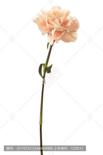 美麗的粉紅色的花