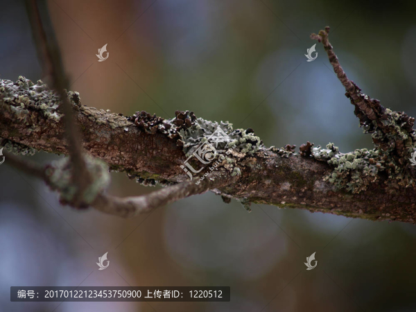 lichen,moss與