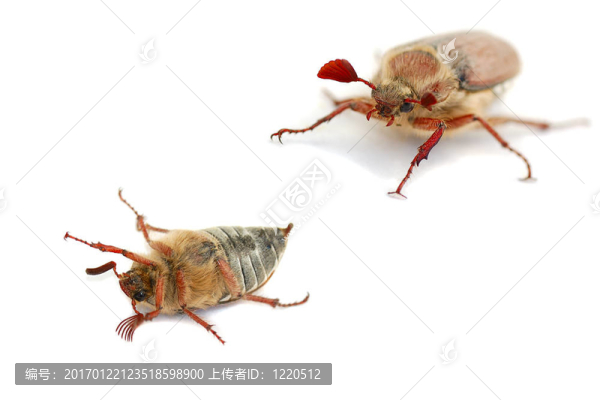 可能的錯誤