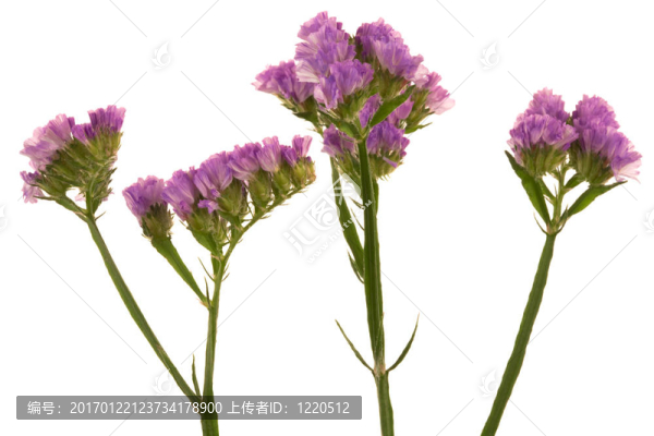 美麗的紫色的花