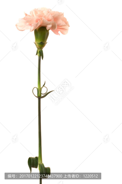 美麗的粉紅色的花
