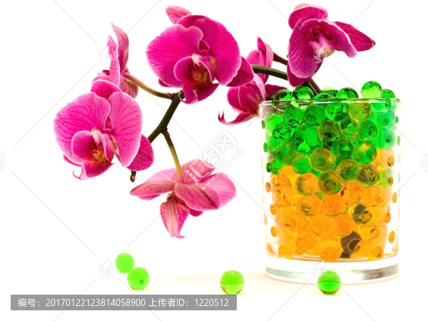 粉紅色的蘭花