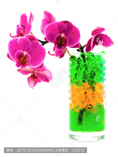 蘭花在玻璃上的水凝膠
