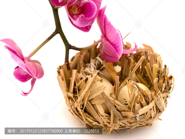 鳥巢和蘭花