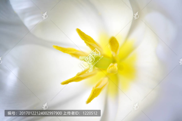 白郁金香