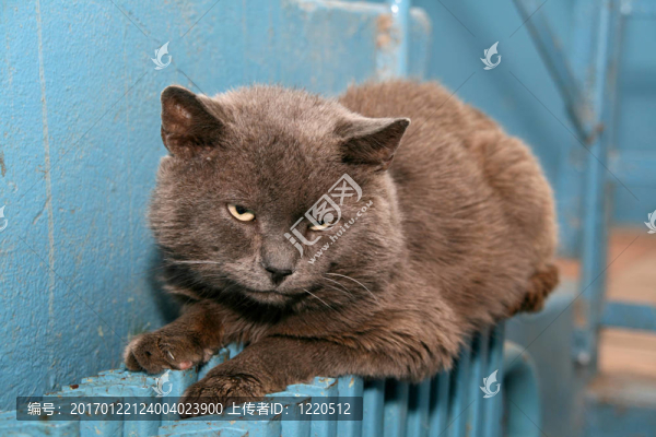 無家可歸的貓
