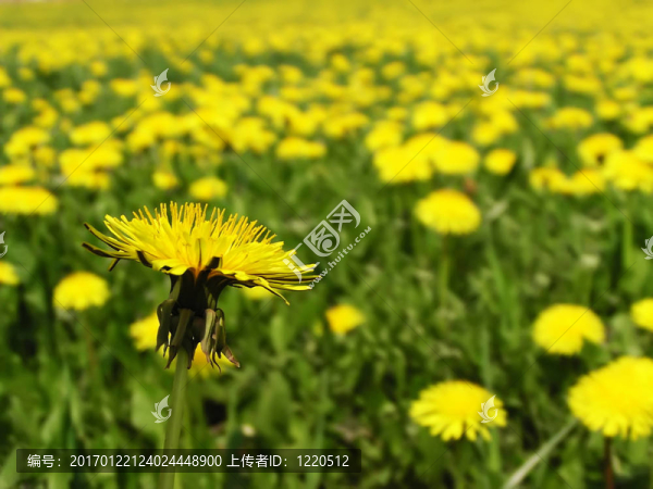蒲公英的領(lǐng)域