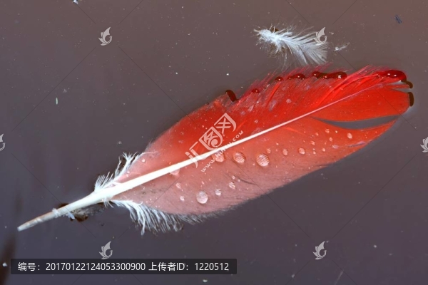 水上的紅色羽毛
