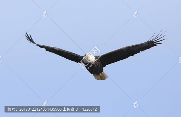成年禿鷹（白頭海雕）