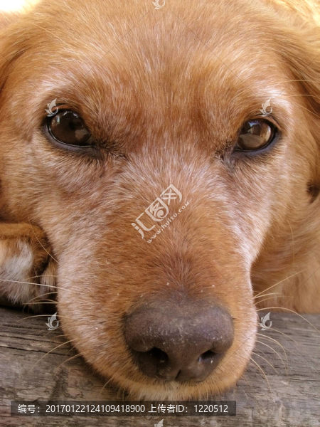 狗臉