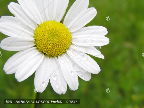 瑪格麗特水滴