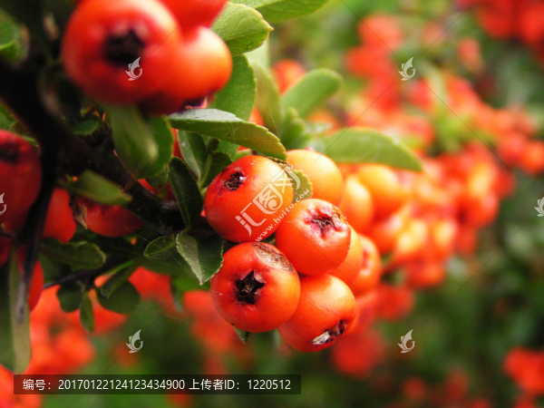 成熟的紅色花楸漿果