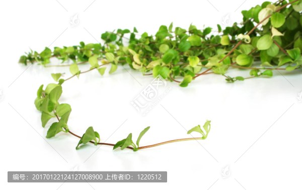 家里的植物