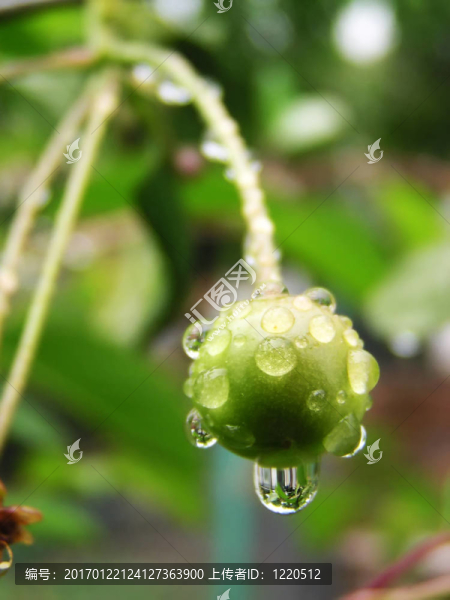 綠櫻桃