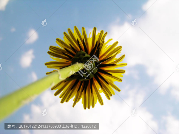 蒲公英的天空