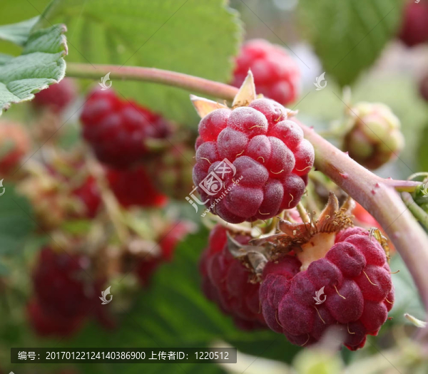 太陽上的拉斯伯里
