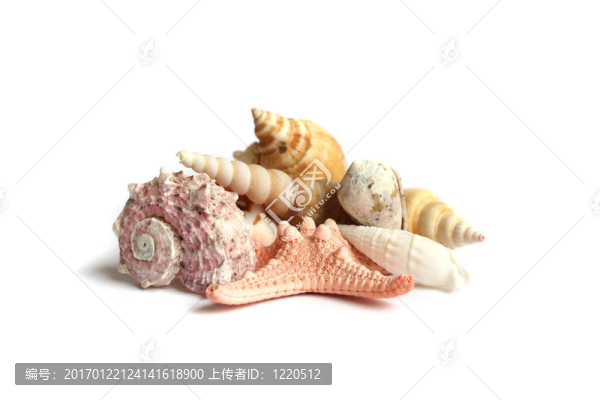 貝殼的假期