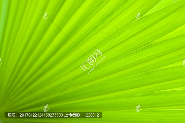 棕櫚葉。