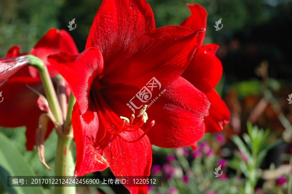 紅色的花
