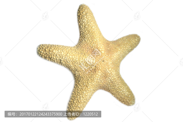 海之星
