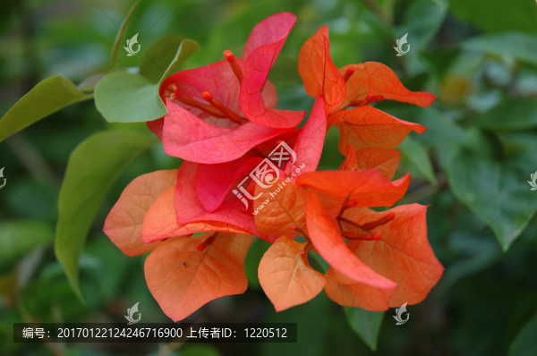 紅色的花