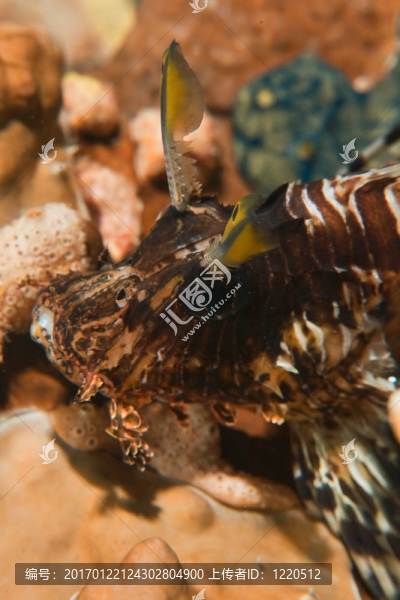 獅子魚