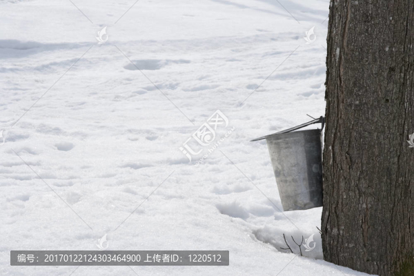 收集楓樹樹液附在樹上的桶