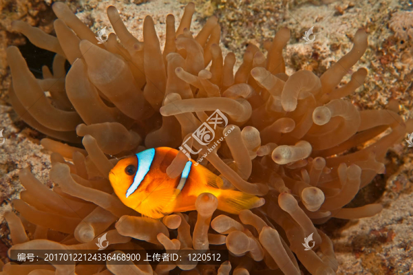 小丑魚和氣泡銀蓮花