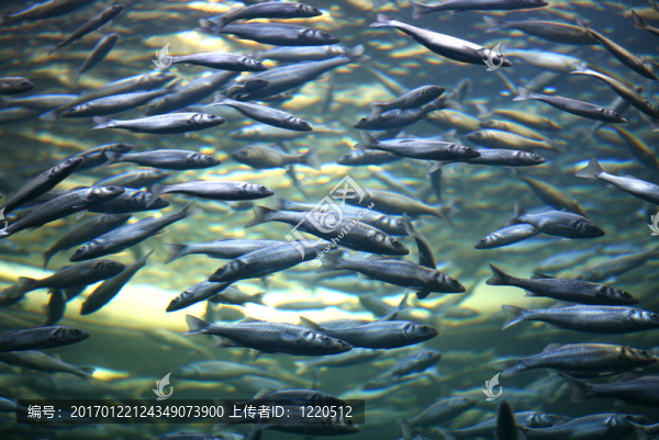 魚