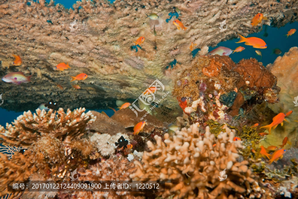珊瑚和魚