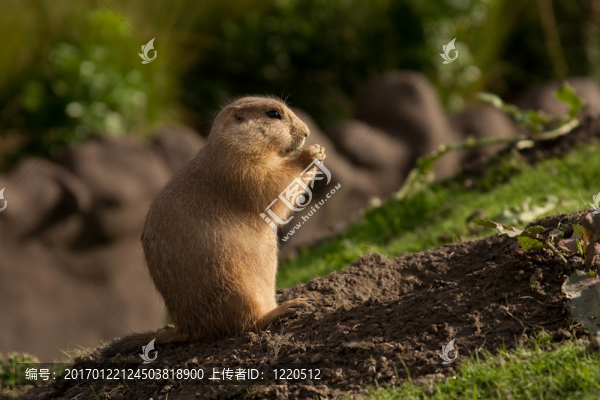草原犬鼠的日光浴