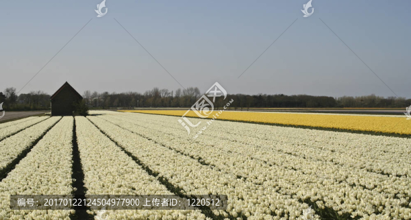 白色黃色郁金香場(chǎng)