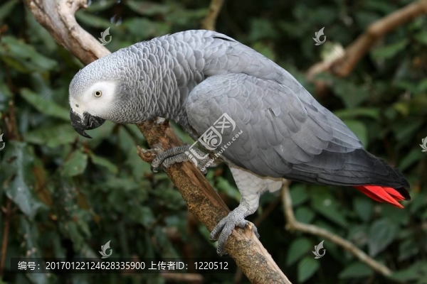 非洲灰鸚鵡