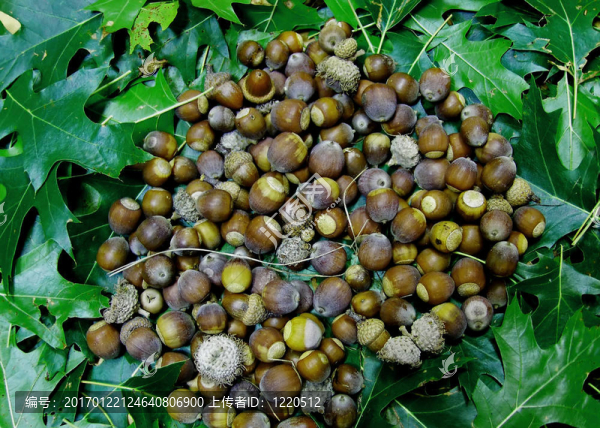 橡子，橡樹(shù)的葉子