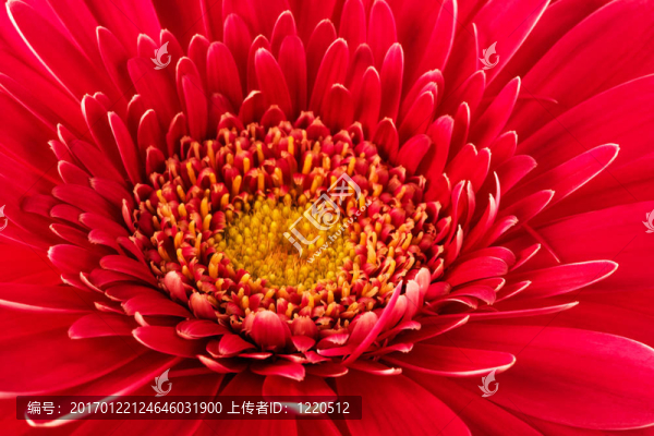 紅色的花朵特寫