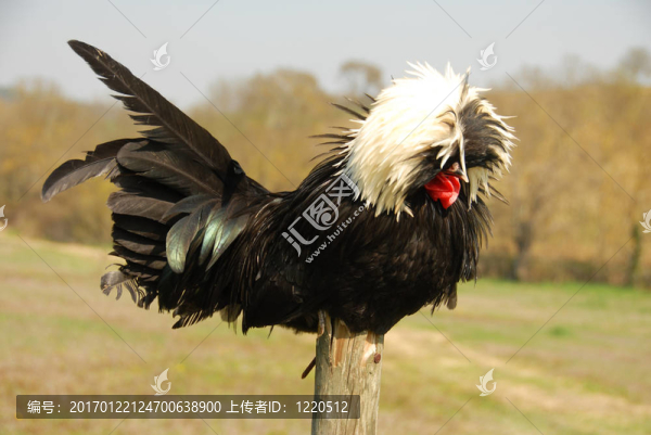 波蘭鳳頭雞