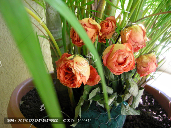 干玫瑰花13朵