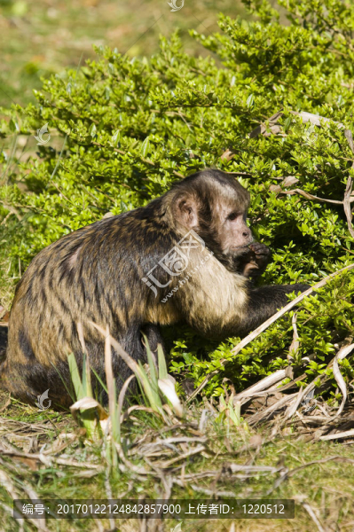 棕黃色的頭Capuchin,Monkey