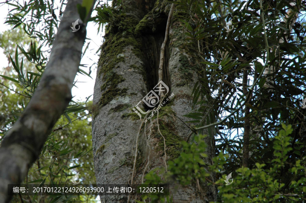 小狐猴