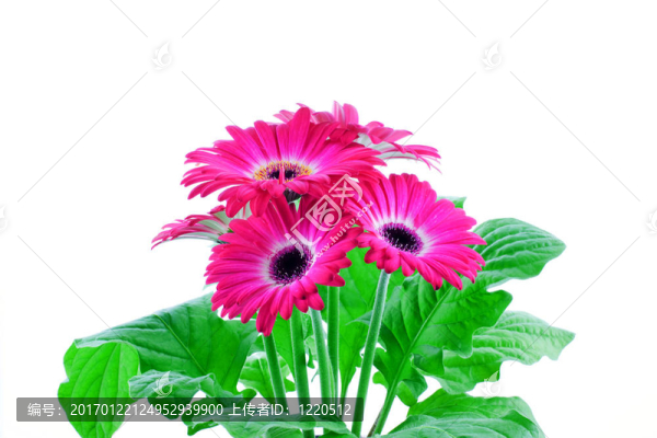 粉色非洲菊