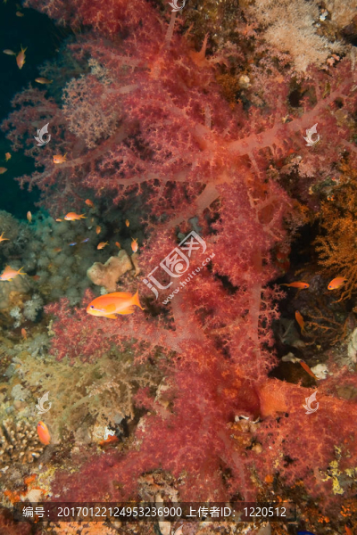 珊瑚和魚