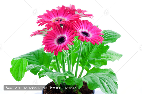 粉色非洲菊在鍋