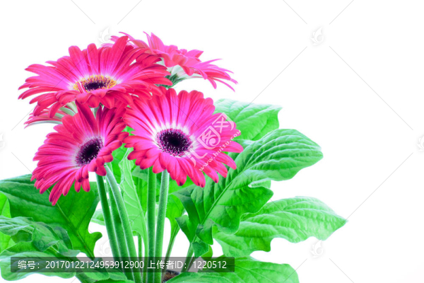 粉色非洲菊在鍋