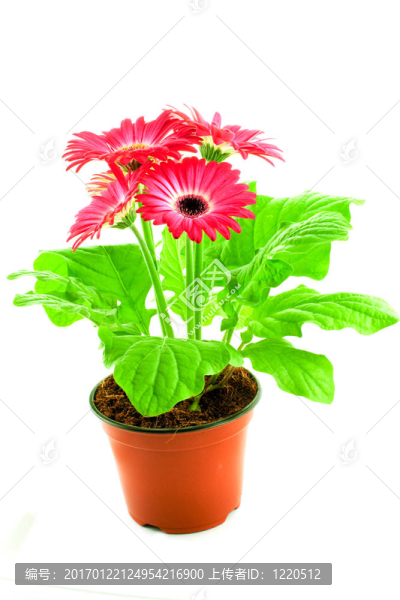 粉色非洲菊在鍋