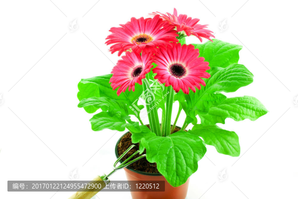 粉色非洲菊在盆栽花卉斬波器
